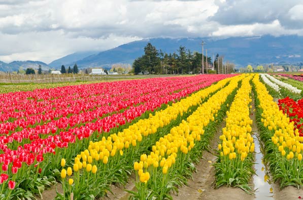 HOI / J&K - 04 (Shrinagar Special Tour) 